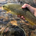 Trout from Eagle River fly fishing
