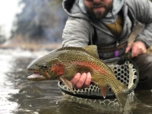 eagle river fly fishing guide